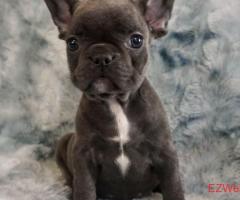 Blue Fawn Merle French Bulldog | Bulldogs For Sale San Diego | French Bulldogs