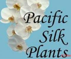 Pacific Silk Plants