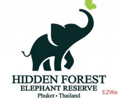 Hidden Forest Elephant Reserve