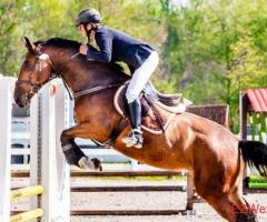 Free Horse Care Advice - Expert Tips for Happy Equines!