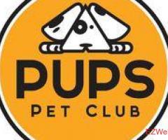 PUPS Pet Club Wicker Park