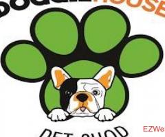 Beagle Puppy For Sale Dallas