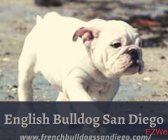 English Bulldog for Sale San Diego