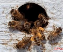 Beeline Pest Control